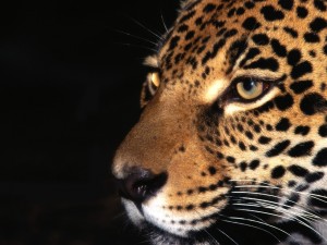 La cara de un jaguar