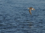 Un ave de pico largo volando sobre el agua