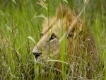 Un león escondido entre la hierba