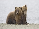 Hermanos osos dándose cariño