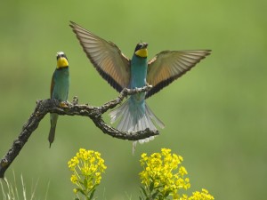 Dos pájaros sobre una rama y uno de ellos con comida en el pico
