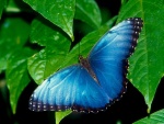Una mariposa azul sobre las hojas verdes