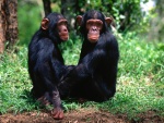 Una pareja de chimpancés sentados en la hierba