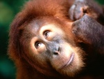 La simpática cara de un orangután