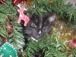 Gato escondido en el árbol de Navidad