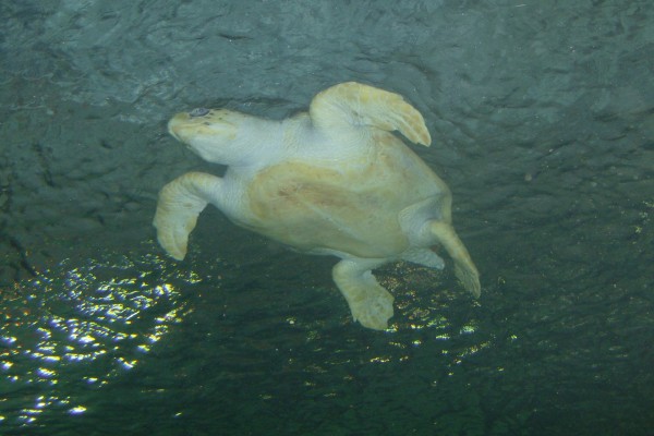 Zona inferior de una gran tortuga marina
