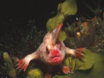 Un extraño pez en aguas de Tasmania