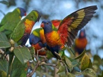 Un grupo de loris arcoíris sobre un árbol
