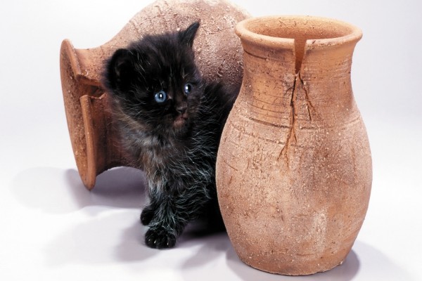 Un gatito negro entre dos jarrones