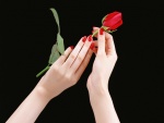 Hermosas manos sosteniendo una rosa roja