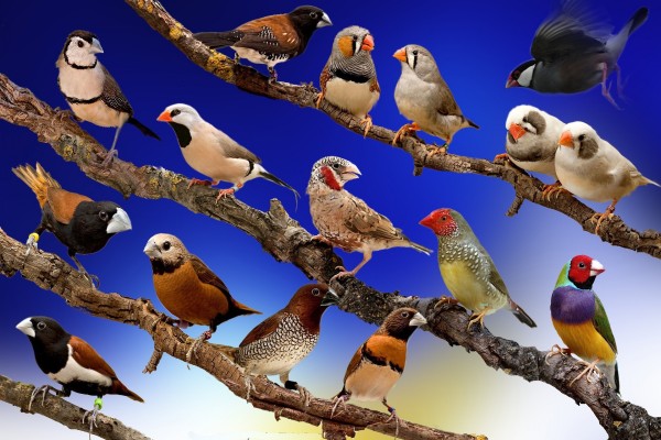 Variedad de pájaros posados en las ramas