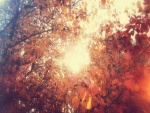 El sol entre árboles con hojas otoñales