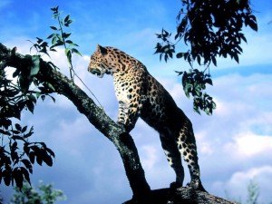 Postal: Un leopardo explorando el territorio