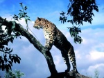 Un leopardo explorando el territorio