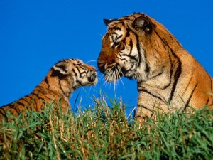 Cachorro de tigre admirando a su madre