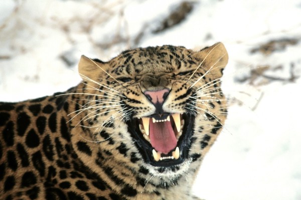 Un leopardo enfurecido en un frío lugar