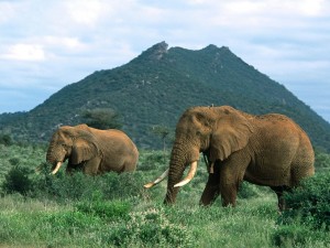 Postal: Elefantes caminando por la frondosa hierba