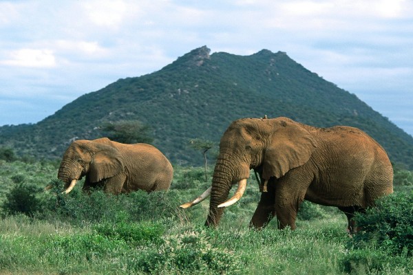 Elefantes caminando por la frondosa hierba
