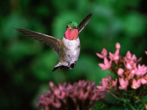 Un colibrí con las alas extendidas