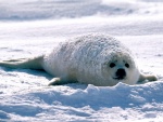 Una joven foca cubierta de nieve