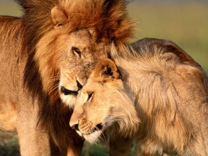 Amor en una pareja de leones