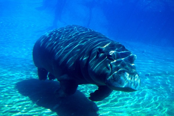 Un hipopótamo bajo el agua