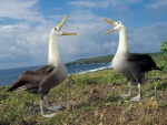 Albatros ondulado en las Galápago