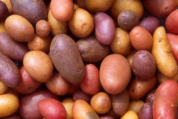 Patatas de varios colores