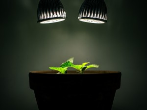 Una planta de menta que crece con luz artificial