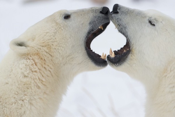 Osos polares con la boca abierta
