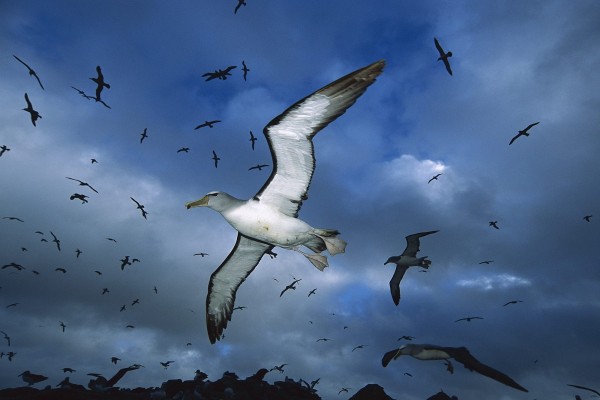 Albatros de Salvin en vuelo