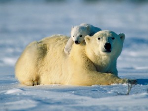 Pequeño oso polar sobre su madre