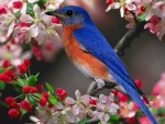 Un pájaro con plumas de color azul en un árbol en flor
