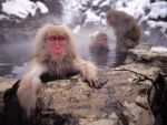 Macaco japonés calentándose en las aguas termales