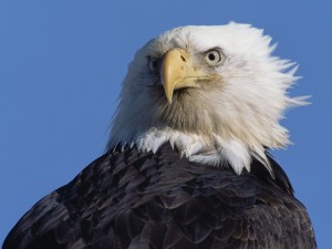 La mirada de un águila calva