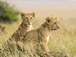 Dos jóvenes leonas en la reserva natural de Masái Mara