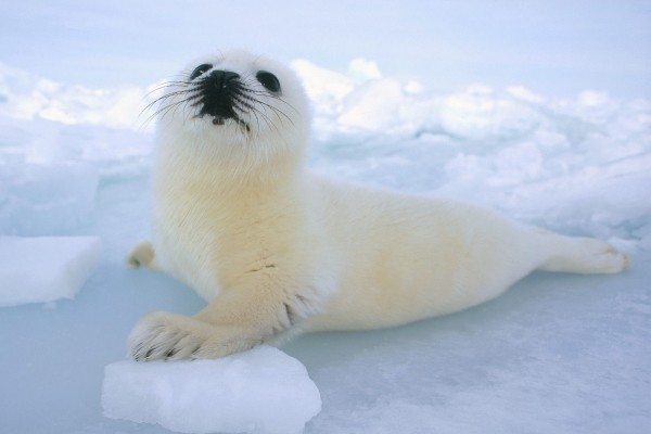 Una foca bebé sobre el hielo