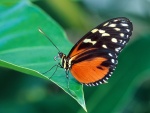 Una mariposa posada en una hoja verde