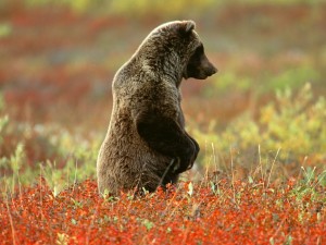 Un joven oso pardo entre las plantas