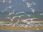 Bandada de golondrinas marinas en una playa