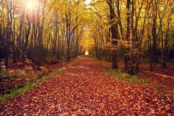 Camino en otoño cubierto de hojas