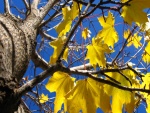Hojas amarillas de otoño en las ramas de un árbol