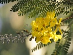 Flores amarillas de acacia en el árbol