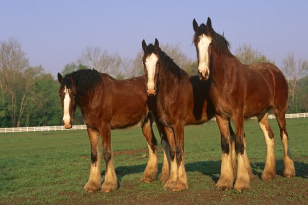 Tres bellos caballos marrones