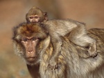 Pequeño macaco sobre su madre