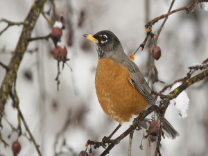 Pájaro sobre una rama en invierno