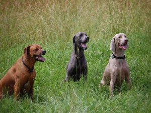 Perros en la hierba