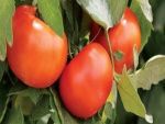 Hermosos tomates madurando en la mata