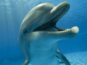 Un divertido delfín