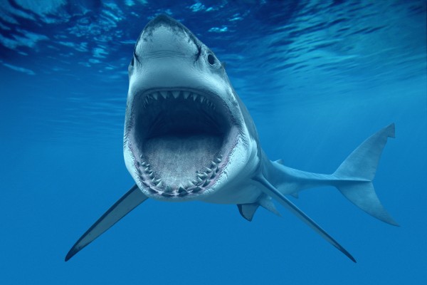 Tiburón con la boca abierta